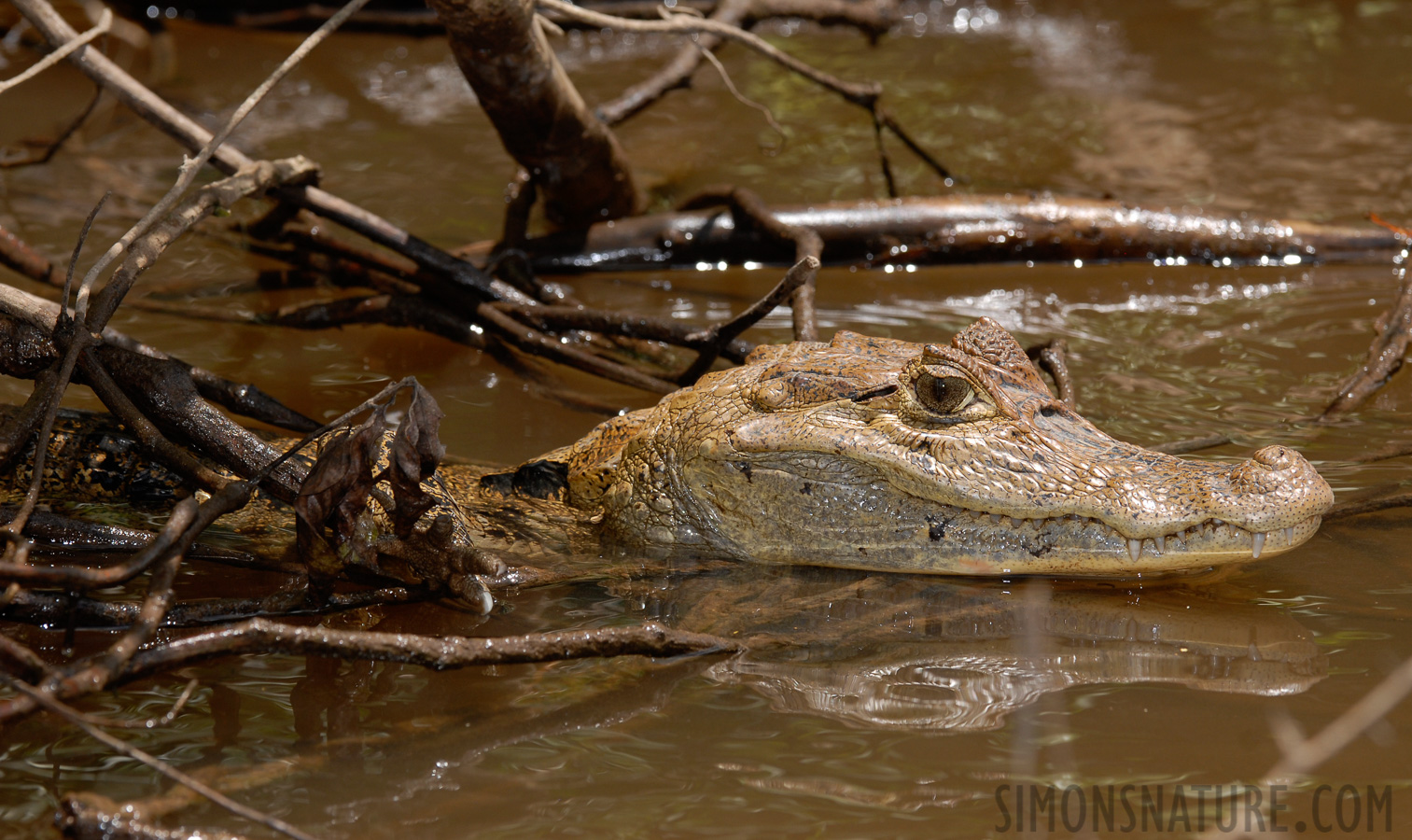 Caiman crocodilus [260 mm, 1/250 Sek. bei f / 7.1, ISO 200]